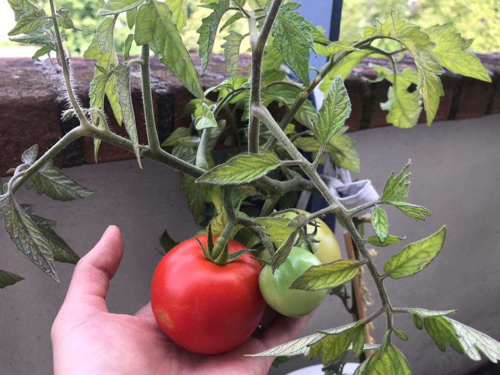植木おじさんに聞く 8 ベランダでもすくすく育つ 夏に楽しい おいしい トマト栽培のススメ イエモネ
