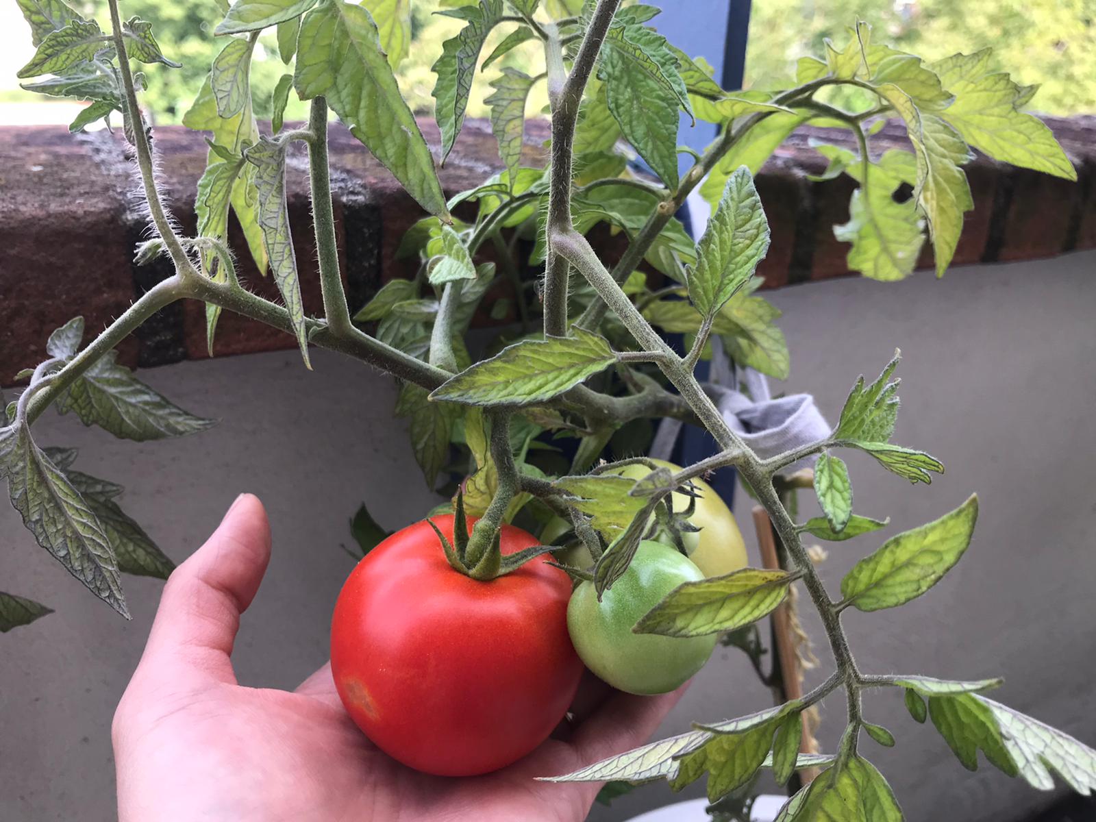 植木おじさんに聞く 8 ベランダでもすくすく育つ 夏に楽しい おいしい トマト栽培のススメ ガジェット通信 Getnews