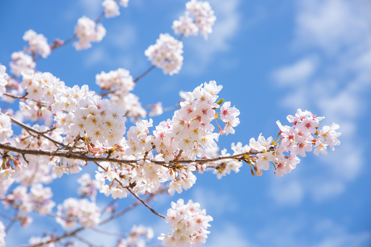 4月の手紙やメールで使いたい 季節の美しい日本語 イエモネ
