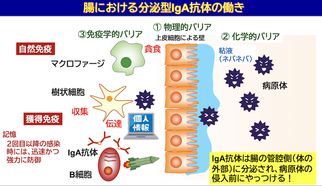 短鎖脂肪酸が免疫力のカギ？食物繊維と乳酸菌で整える腸のチカラIgA抗体」の働き