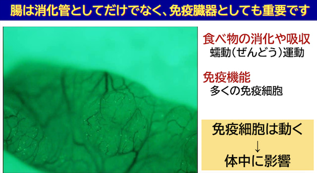 短鎖脂肪酸が免疫力のカギ？食物繊維と乳酸菌で整える腸のチカラ腸の画像