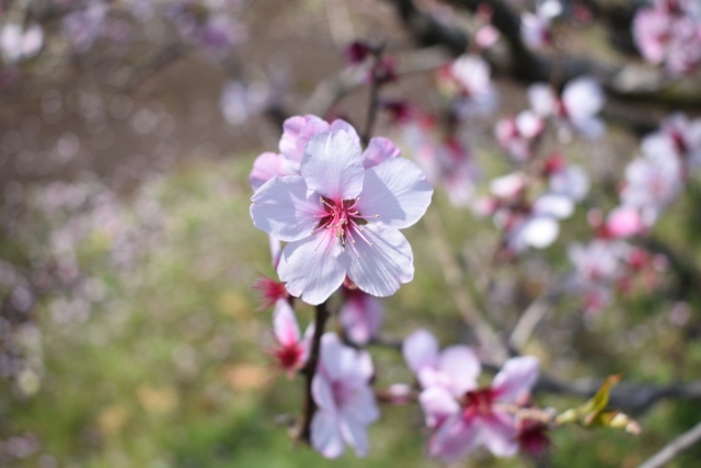 はちみつ専門店「ラベイユ」2026年バレンタイン限定「はちみつボンボンショコラ」アーモンドの花のイメージ画像(画像提供:L'ABEILLE株式会社)