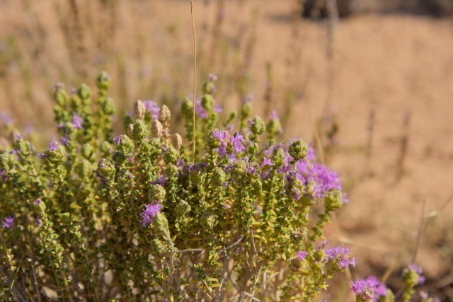 はちみつ専門店「ラベイユ」2026年バレンタイン限定「はちみつボンボンショコラ」ギリシャ産タイムの花(画像提供:L'ABEILLE株式会社)