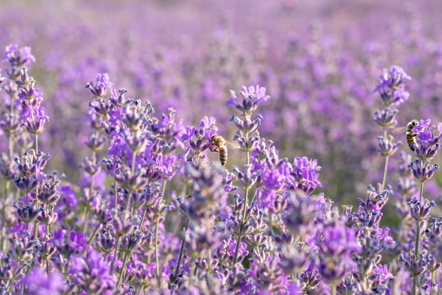 はちみつ専門店「ラベイユ」2026年バレンタイン限定「はちみつボンボンショコラ」ブルガリア産ラベンダーの花(画像提供:L'ABEILLE株式会社)