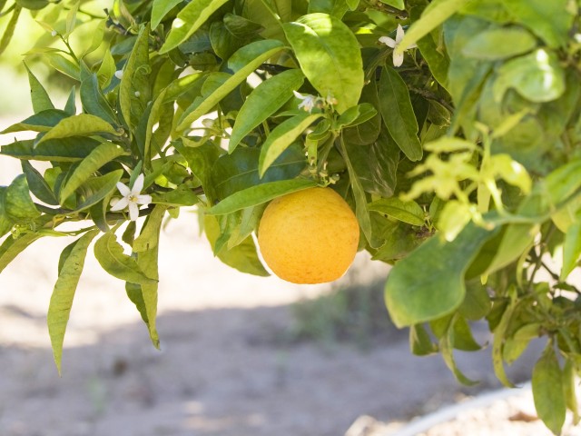 はちみつ専門店「ラベイユ」2026年バレンタイン限定「はちみつボンボンショコラ」オレンジの花のイメージ画像(画像提供:L'ABEILLE株式会社)