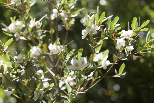 はちみつ専門店「ラベイユ」2026年バレンタイン限定「はちみつボンボンショコラ」タスマニア島産レザーウッドの花(画像提供:L'ABEILLE株式会社)