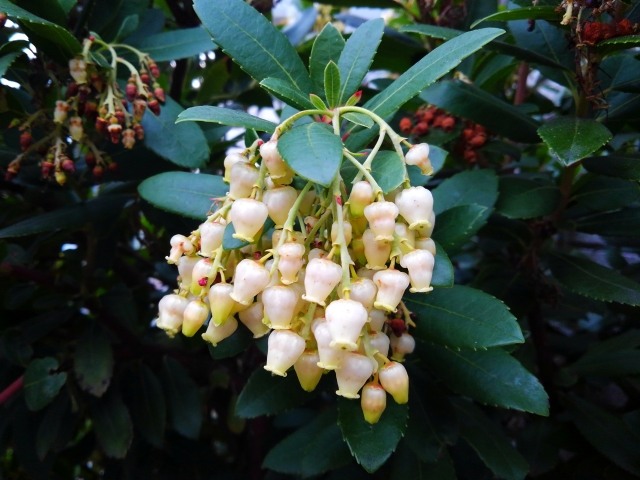 はちみつ専門店「ラベイユ」2026年バレンタイン限定「はちみつボンボンショコラ」ギリシャ産イチゴノキの花