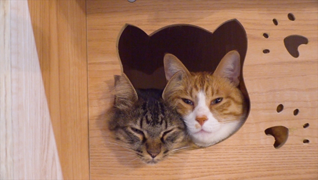 大阪で発見!救世主は猫!? SNSで人生が激変した「売上10倍さん」2