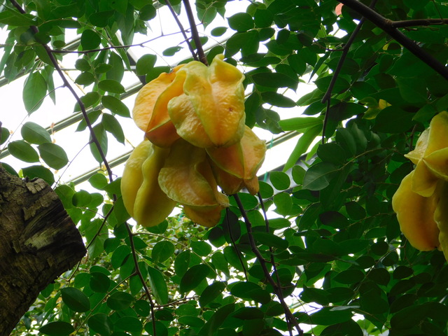 完熟スターフルーツ