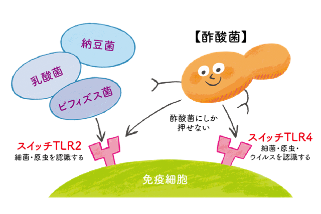 免疫スイッチを2つ押せる酢酸菌